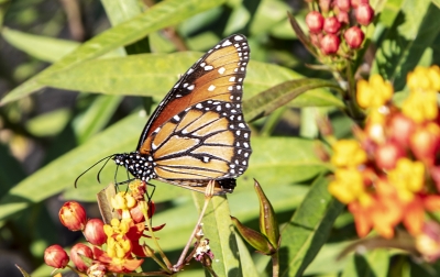 Monarch Butterfly 2017